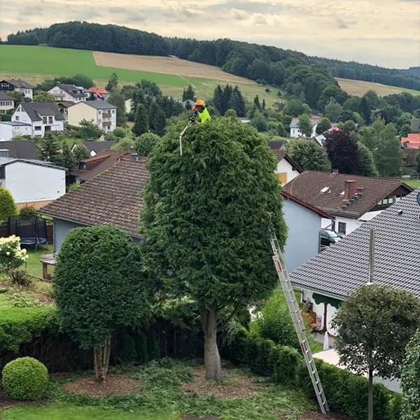 Baumschnitt